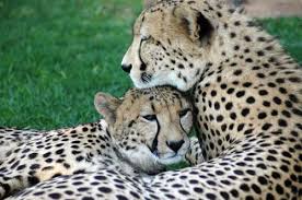 Image result for cheetahs