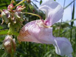 Balsaminaceae - Wikipedia