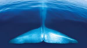 Resultado de imagem para reportagens sobre o jogo baleia azul BLUE