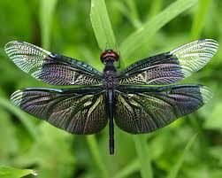 Image result for insect