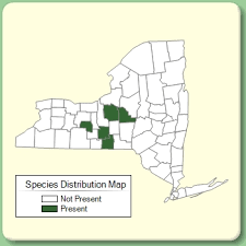 Rubus caesius - Species Page - NYFA: New York Flora Atlas