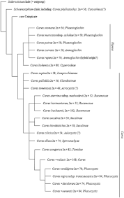 Chromosome numbers of Carex (Cyperaceae) and their taxonomic ...