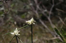 Carex baldensis · iNaturalist