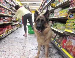 Risultati immagini per cani  nei supermercati alimentari