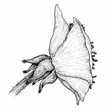 Ranunculus bulbosus (bulbous crowfoot, St. Anthony's turnip): Go ...