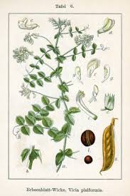 Vicia pisiformis - Useful Temperate Plants