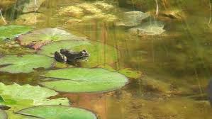Αποτέλεσμα εικόνας για frog jumps in the pond
