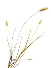 Setaria parviflora (Marsh bristlegrass) | Native Plants of North America