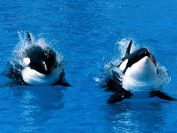Resultado de imagem para fotos de orcas
