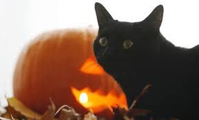 Image result for cats dressed as witches
