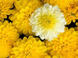 Image result for chrysanthemum