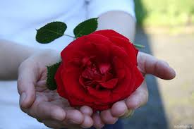 Image result for giving a rose