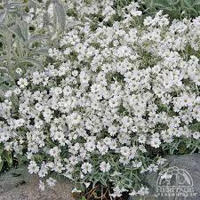 Plant Profile for Cerastium tomentosum - Snow-in-Summer Perennial