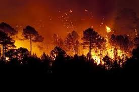 Forest restoration is key to prevent the multiplication of wildfires and ...