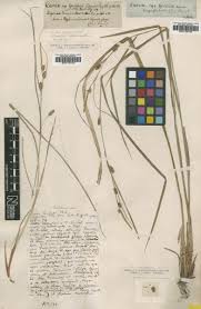 Carex grioletii Roem. ex Schkuhr — Google Arts & Culture