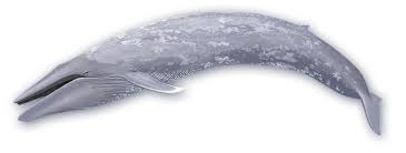 Image result for blue whales