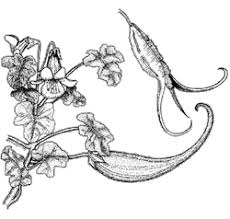 Pedaliaceae (sesmae family)