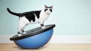 Image result for active cat