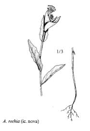 Sp. Andryala rothia - florae.it