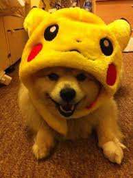 Image result for pets dressed as pokemon