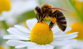「bee」的圖片搜尋結果