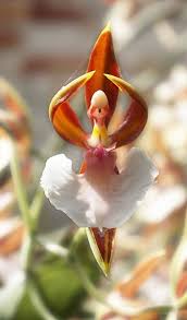 「Ballerina Orchid」的圖片搜尋結果