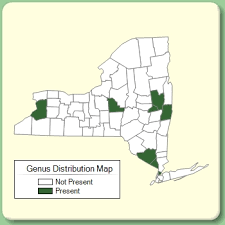 Cucurbita - Genus Page - NYFA: New York Flora Atlas - NYFA: New ...