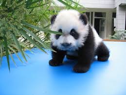 Image result for baby panda