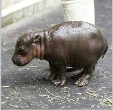 Image result for baby hippo