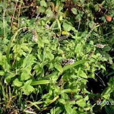 Mentha longifolia x spicata (M. x villosonervata) | Online Atlas of the ...