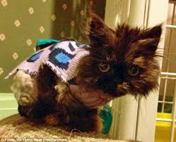 Image result for cats wearing christmas sweaters
