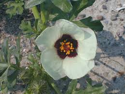 Flower-of-an-Hour (Hibiscus trionum)