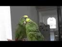 2 parrots singing <?=substr(md5('https://encrypted-tbn1.gstatic.com/images?q=tbn:ANd9GcQz7KP5h-wMlnQ9CU1eFQ8JDJDH1OJAxfpFF4kqGHOsqanyFDI21NObFhgQ'), 0, 7); ?>