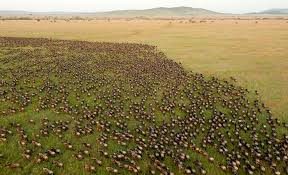 Image result for wildebeest migration