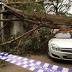 Tree crashes into Melbourne home, family lucky to escape uninjured