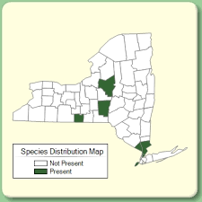 Glyceria fluitans - Species Page - NYFA: New York Flora Atlas