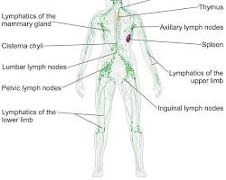 Human lymphatic system