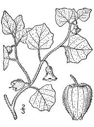 Physalis pubescens - Wikipedia