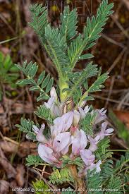 Mountain tragacanth (Astragalus sempervirens) a ... - Minden Pictures