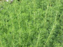 Artemisia abrotanum - Wikipedia