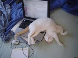 Image result for cats sleeping on computers