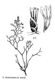 Sp. Limonium divaricatum - florae.it