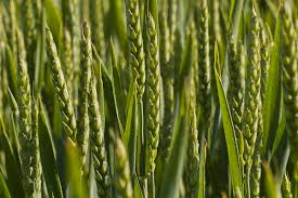 Common wheat - Wikipedia