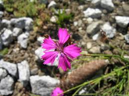 Dianthus carthusianorum - Wikipedia