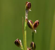 Juncus gerardi ssp. gerardi Calflora
