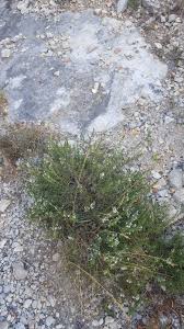 Satureja montana L. | Plants of the World Online | Kew Science