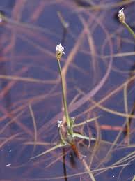 Isolepis fluitans - Wikipedia
