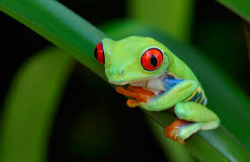 Image result for red eyed tree frog