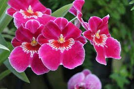 Image result for orchids