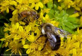 Image result for bee and honey